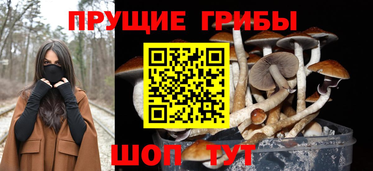 Галлюциногенные грибы Psilocybe Георгиевск
